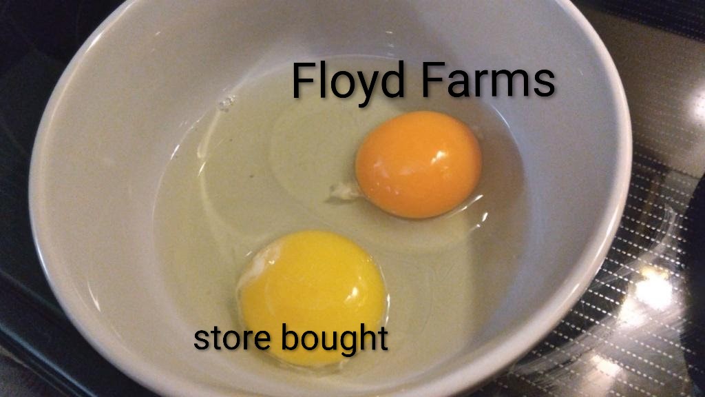 Eggs by the dozen