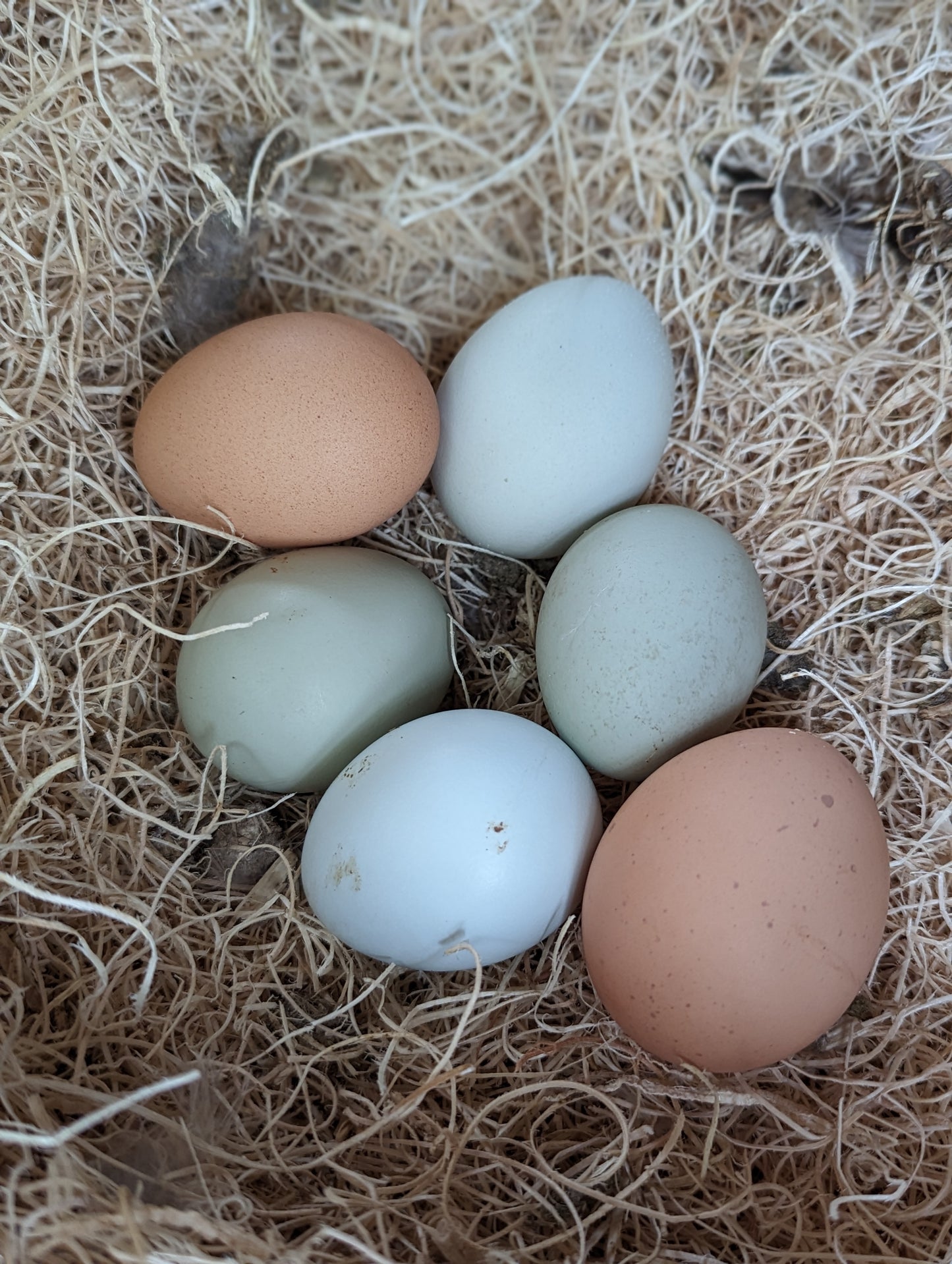 Eggs by the dozen