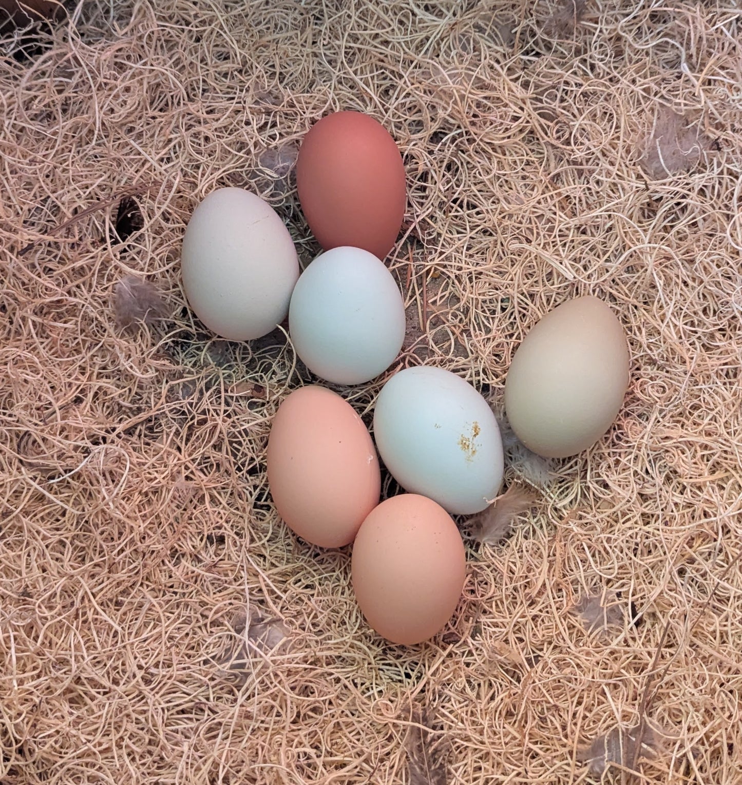 Eggs by the dozen